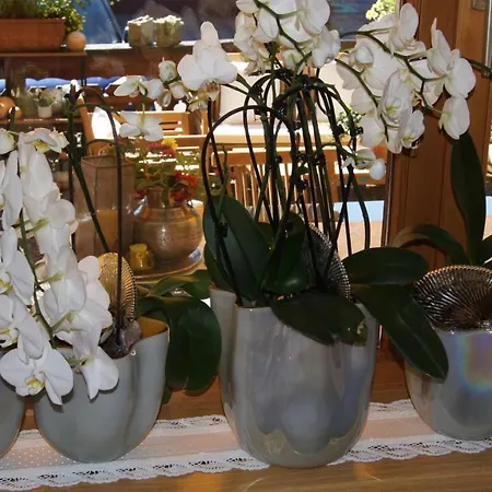 Hartenfels فندق مبيت وإفطار